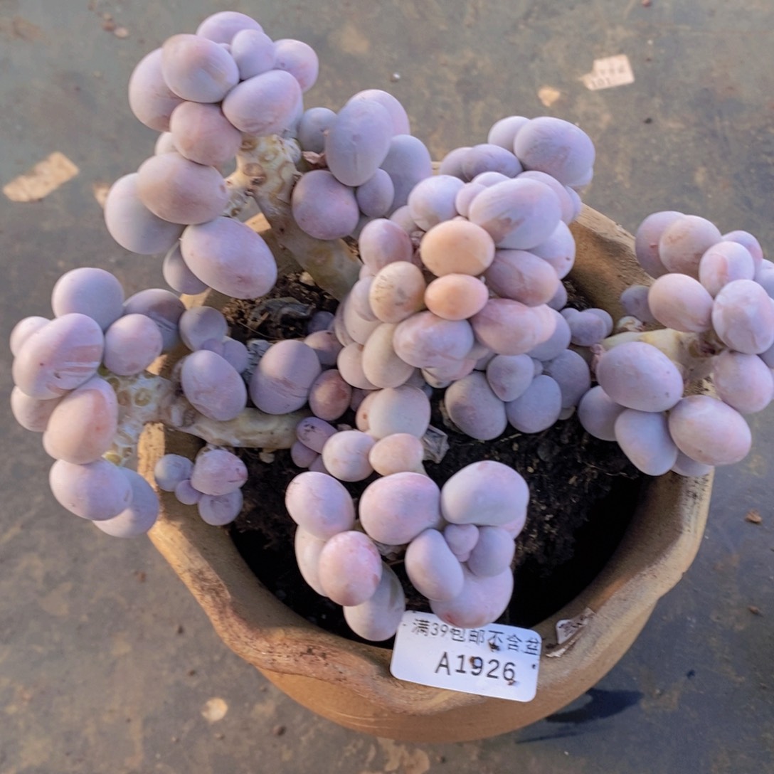 芭比奶洛18cm1926多肉植物