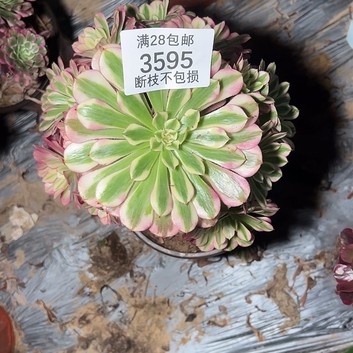 3595红铜白多肉植物