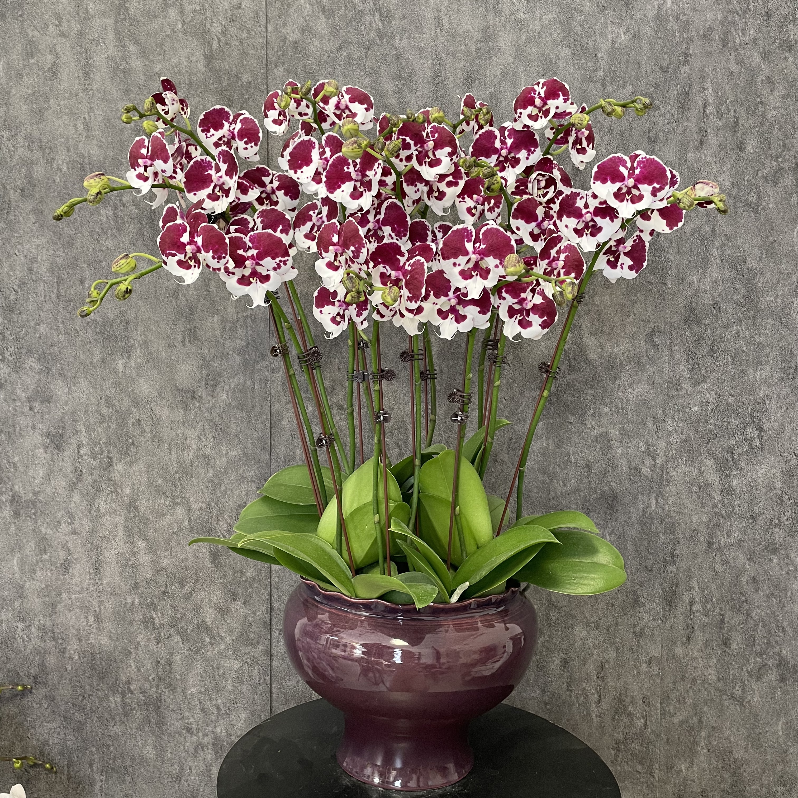 【一千零一夜-蝴蝶兰】欧品稀有  边柜 玄关 送礼装饰 室内观赏花