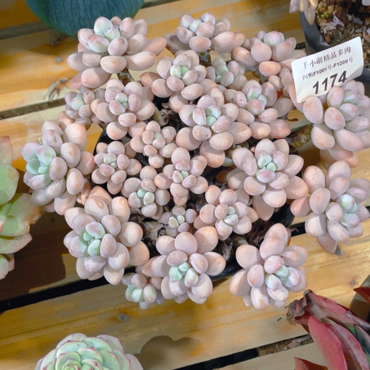 谢谢你的支持0000001174