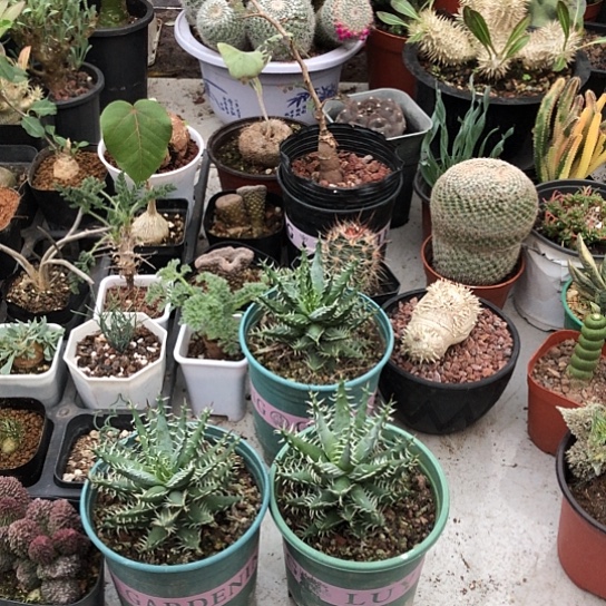 四***草无花朵黑魔殿带盆土包邮