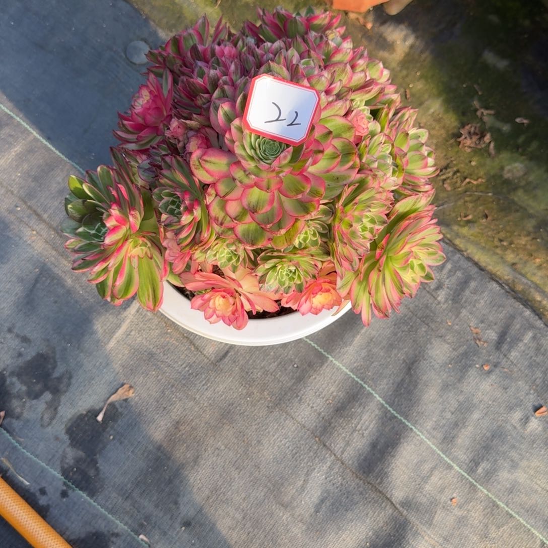 莉***8花好月又圆2025030622