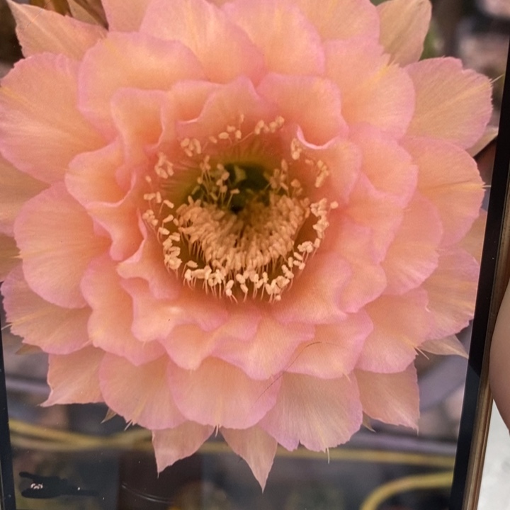 彩草新8号侧芽2公分左右