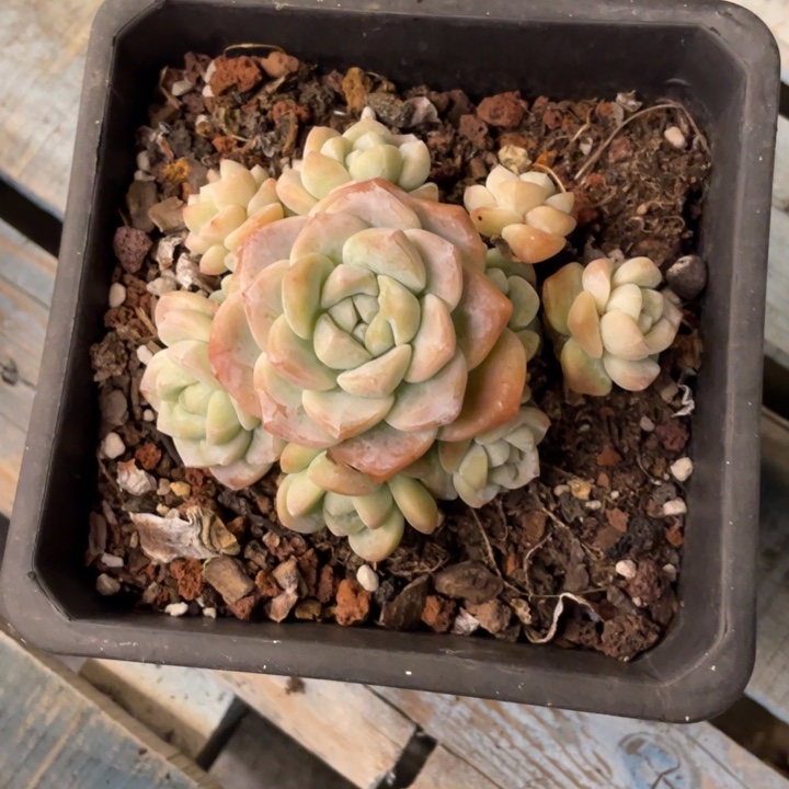 ?**儿弥鹿之森一物一图