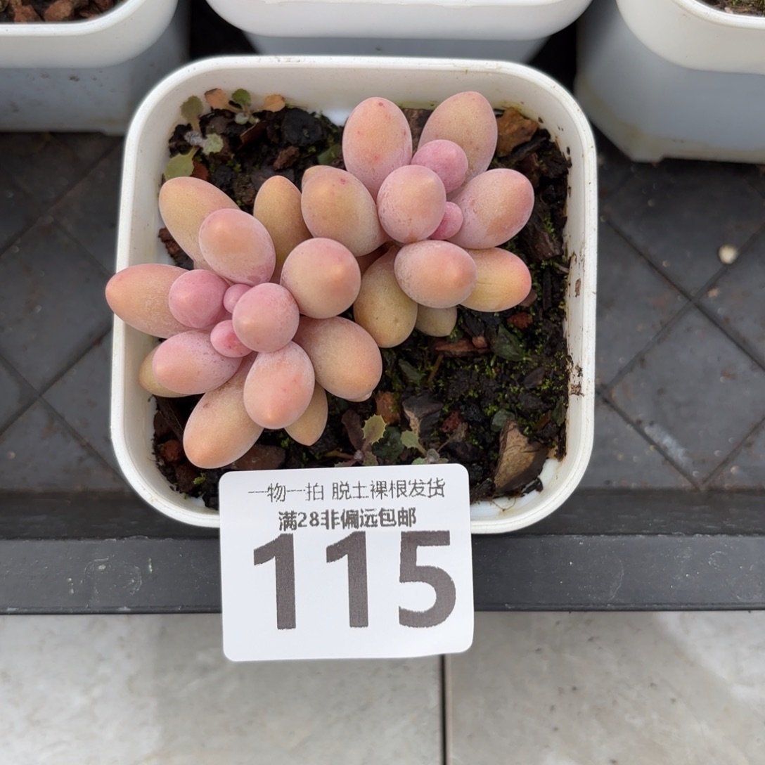 汤圆多肉无盆土发货