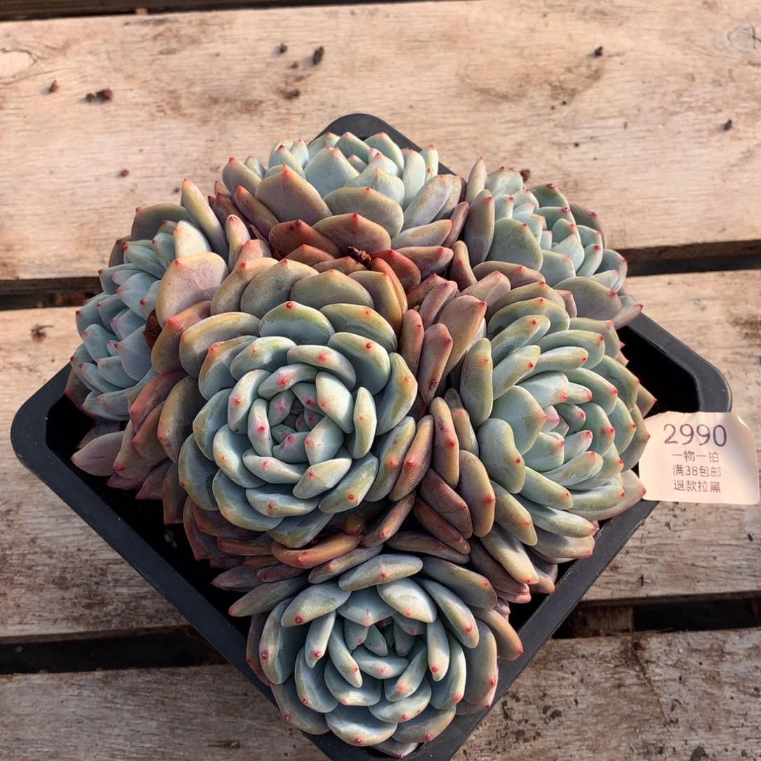 20厘米六头有砍星影2990