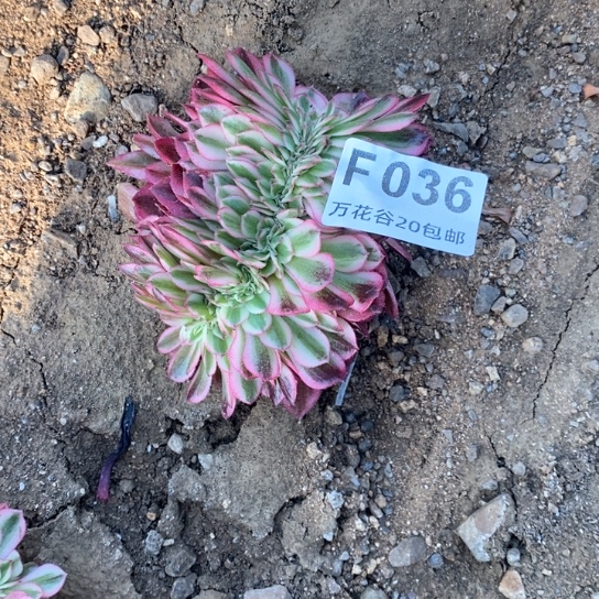 036倾城缀多肉植物