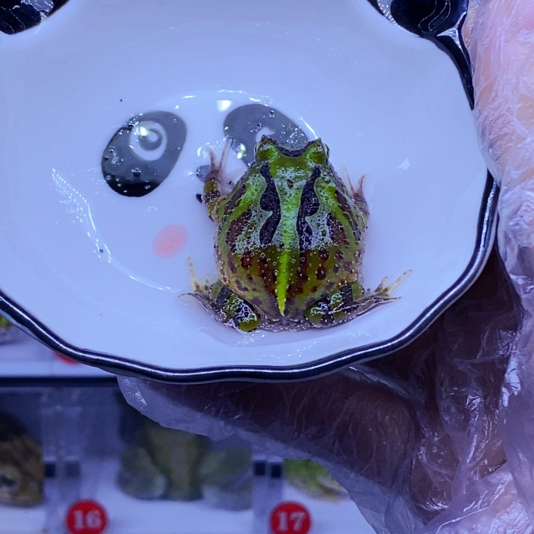 角蛙精品连纹蝴蝶包邮