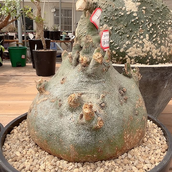 2刺腺蔓哈哈哈哈哈哈哈