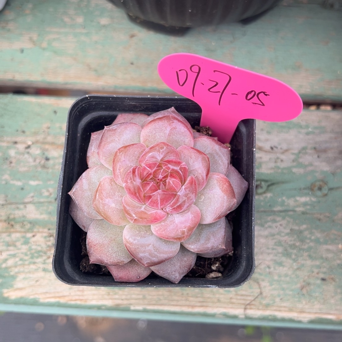 09-27-05新品珍妮多肉植物