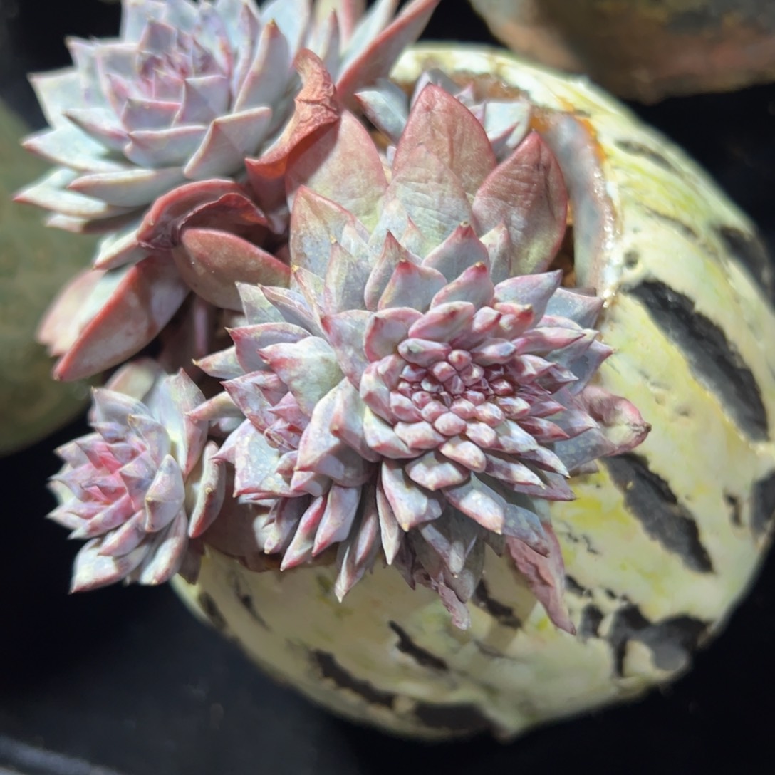 新年快乐 新年快乐