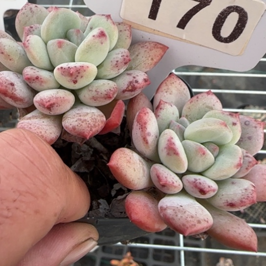 170比熊满18包邮多肉