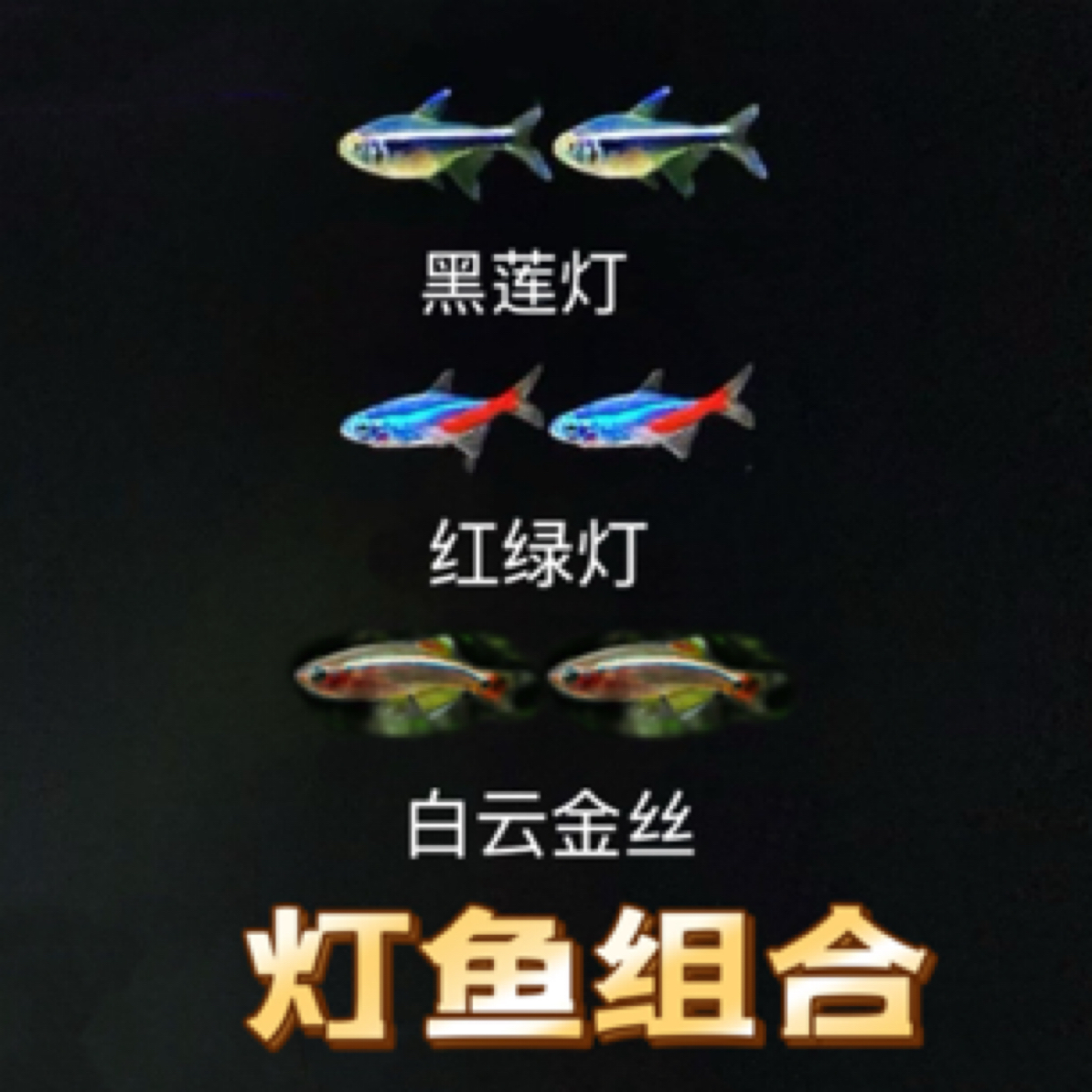 红绿灯黑莲灯白云金丝灯科鱼可混养淡水热带小型鱼