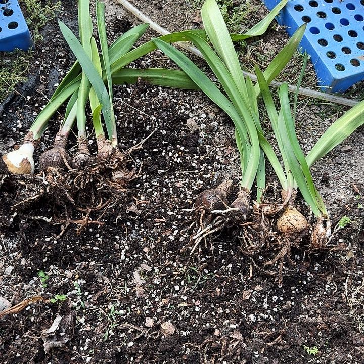 不知道是紫纹还是紫艳 