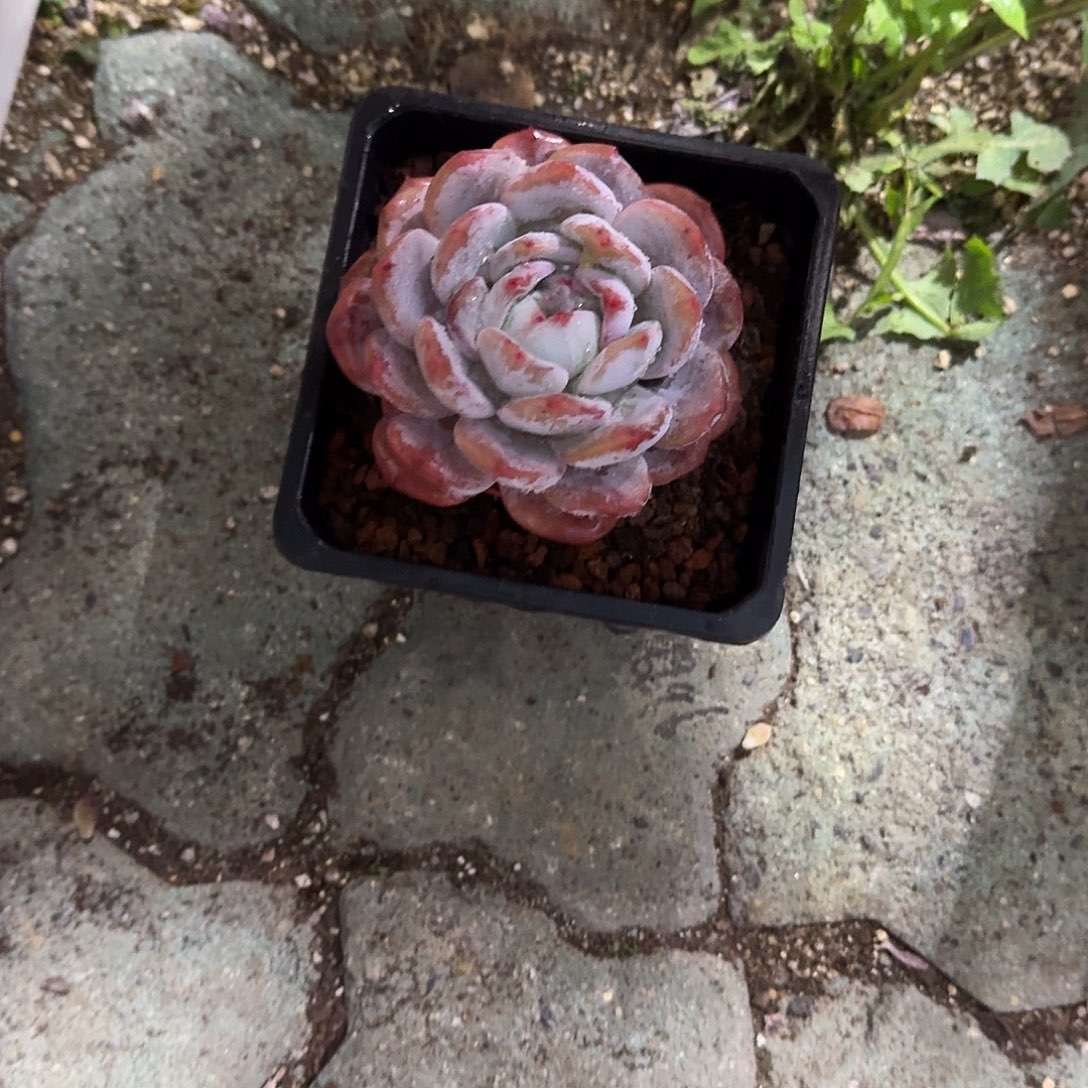 用***2成梦露➕多肉土一包多肉