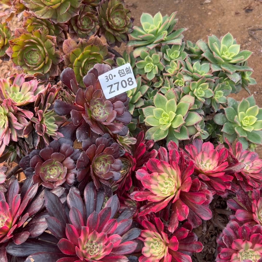 5颗组合多肉法师