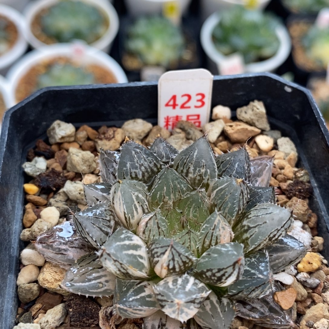 不开花植物423楼兰