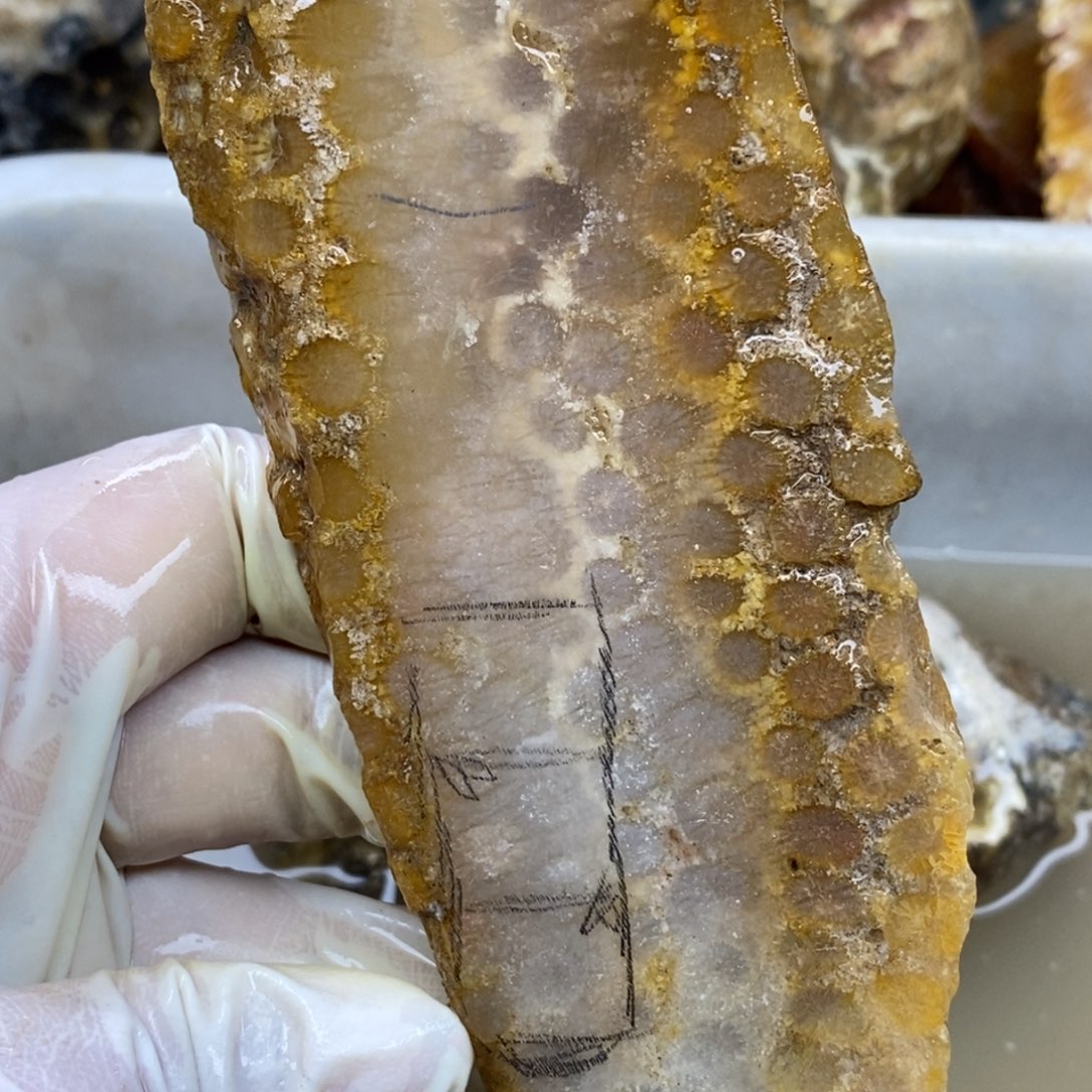 【闪购商品】硅化玉珊瑚玉未镶嵌