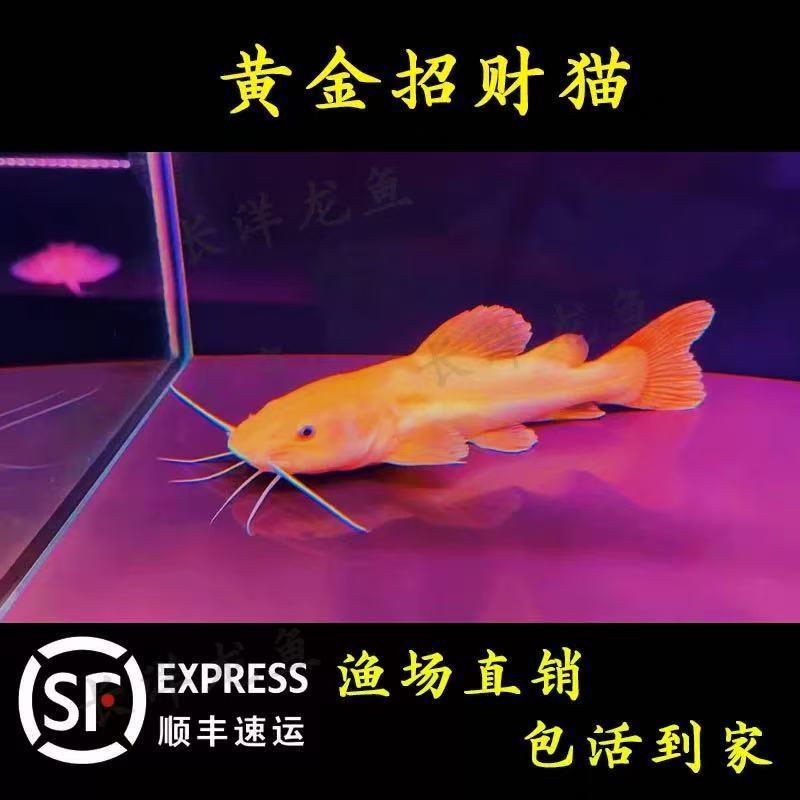 黄金招财猫活鱼幼苗中大型龙鱼高端配鱼鲶鱼狗仔鱼淡水热带观赏鱼