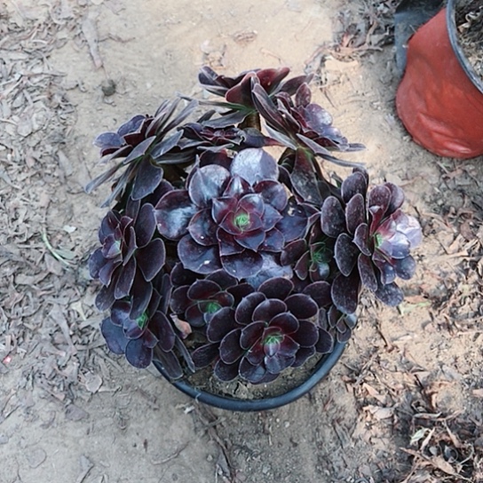 欧紫玫瑰法师000009