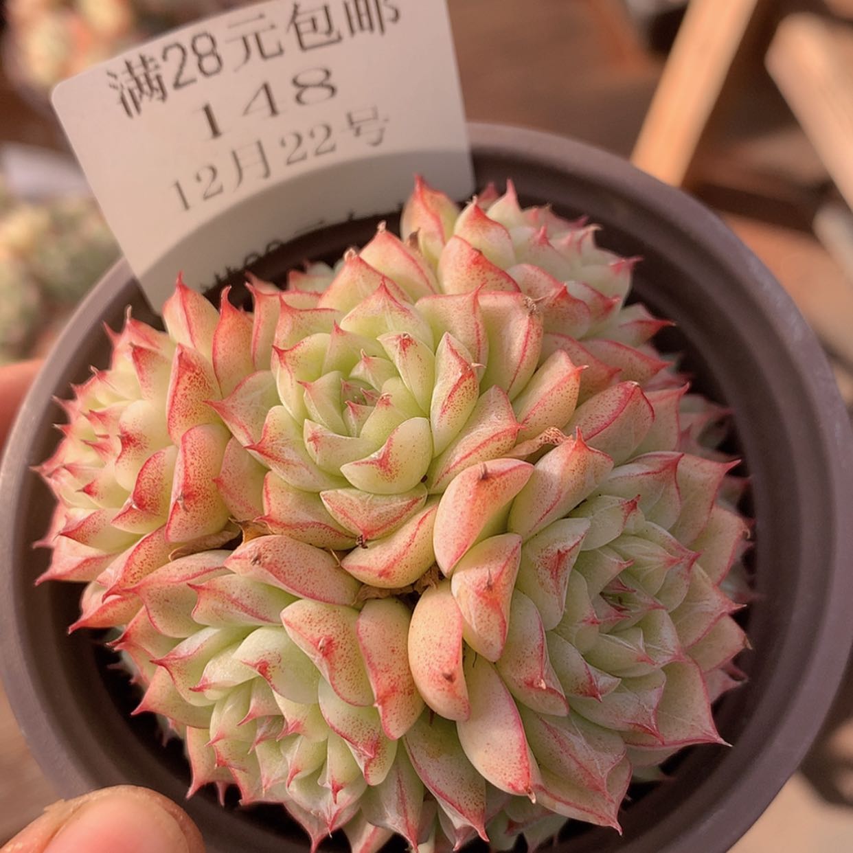 【闪购商品】云148