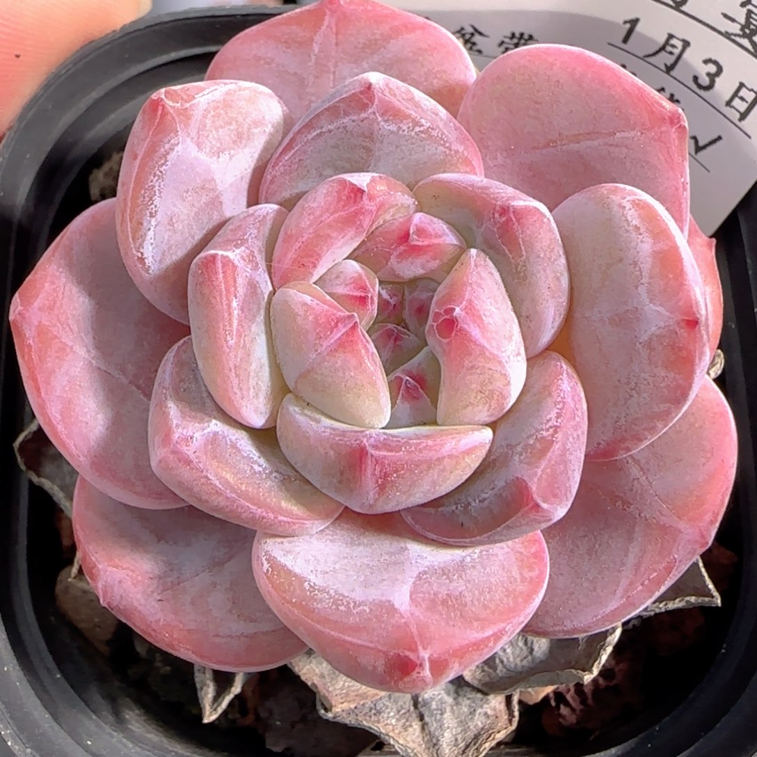 爱****多肉0103-134石榴籽星影