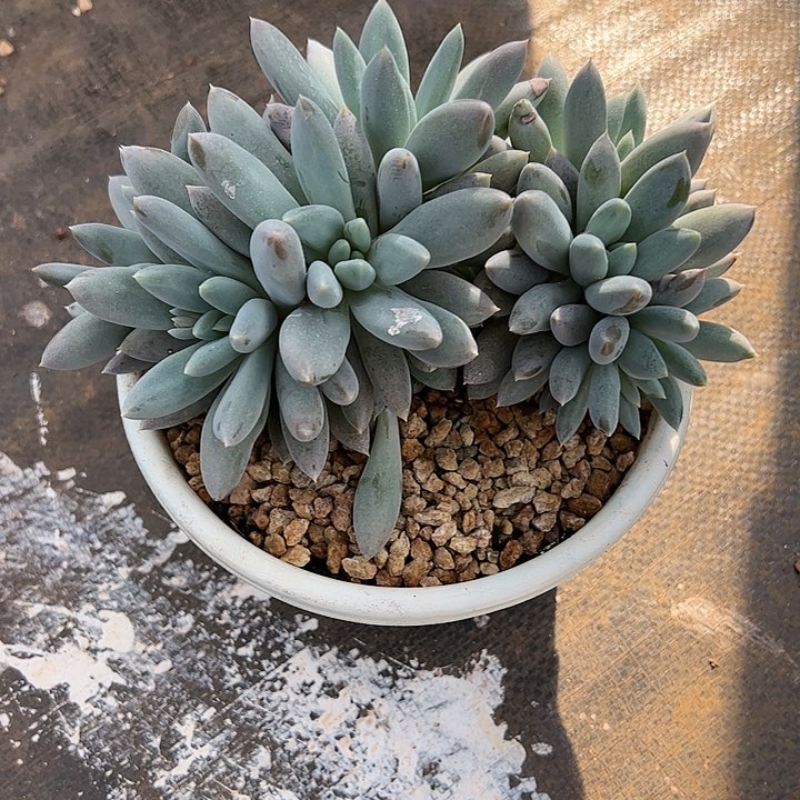 【闪购商品】哥特群