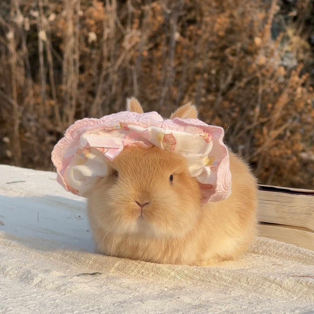 【288专用链接】活体顺丰包邮一物一拍