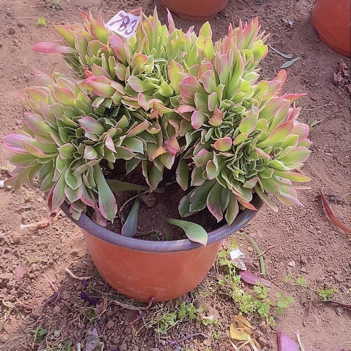 783雨花石缀老板子法师缀