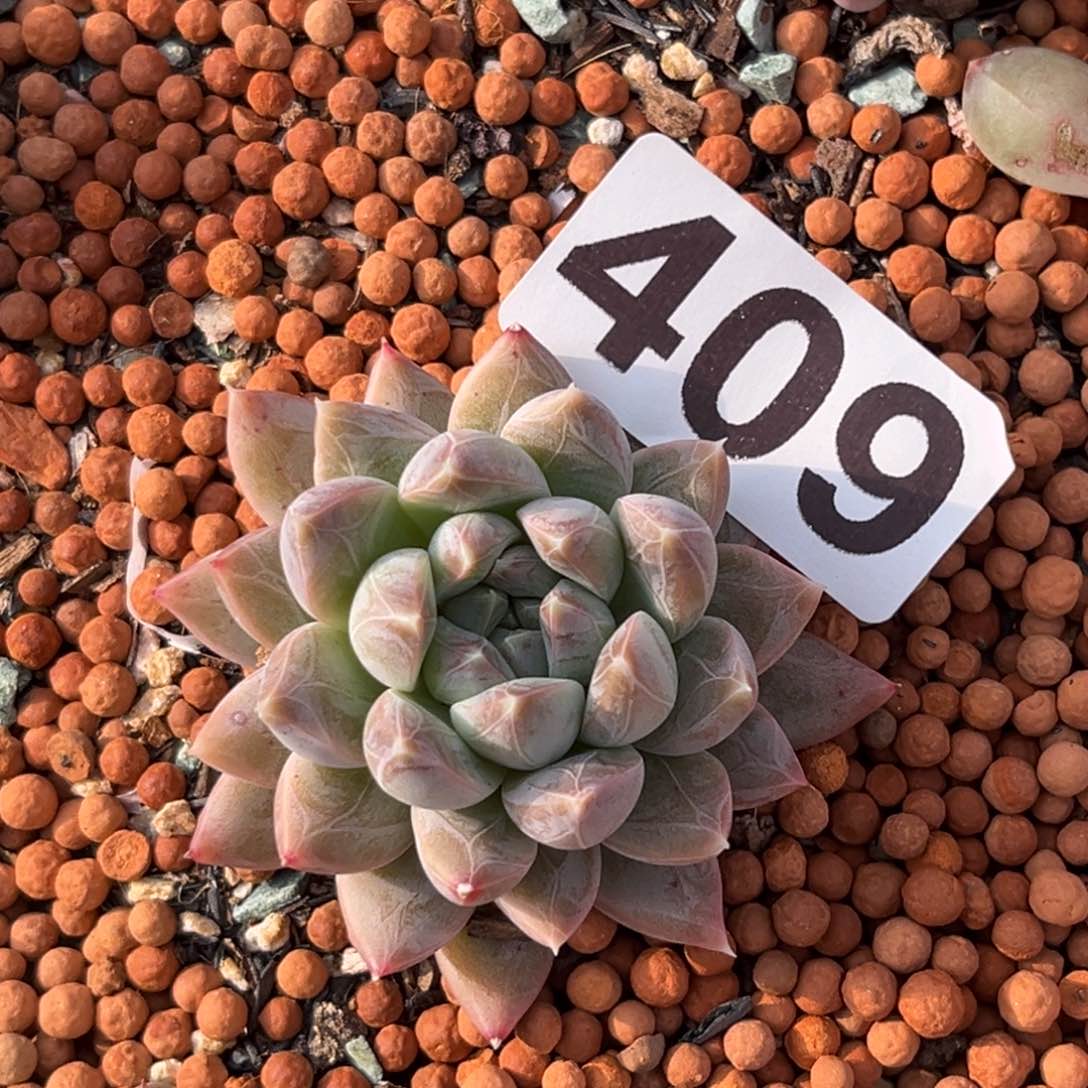 409多肉植物暗纹