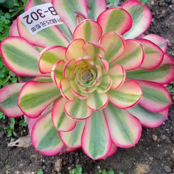 302倾城多肉12345678