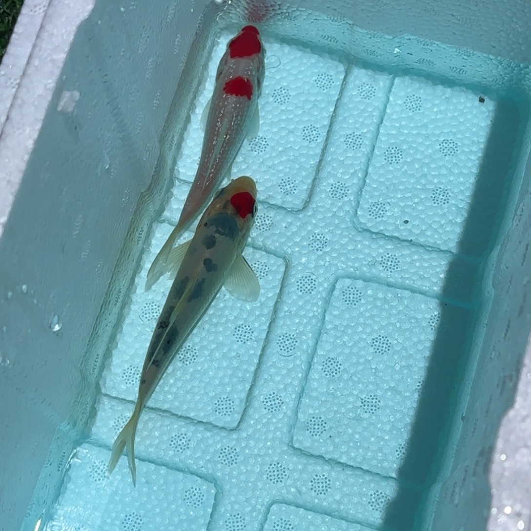 幸***.海水鱼锦鲤观赏鱼锦鲤