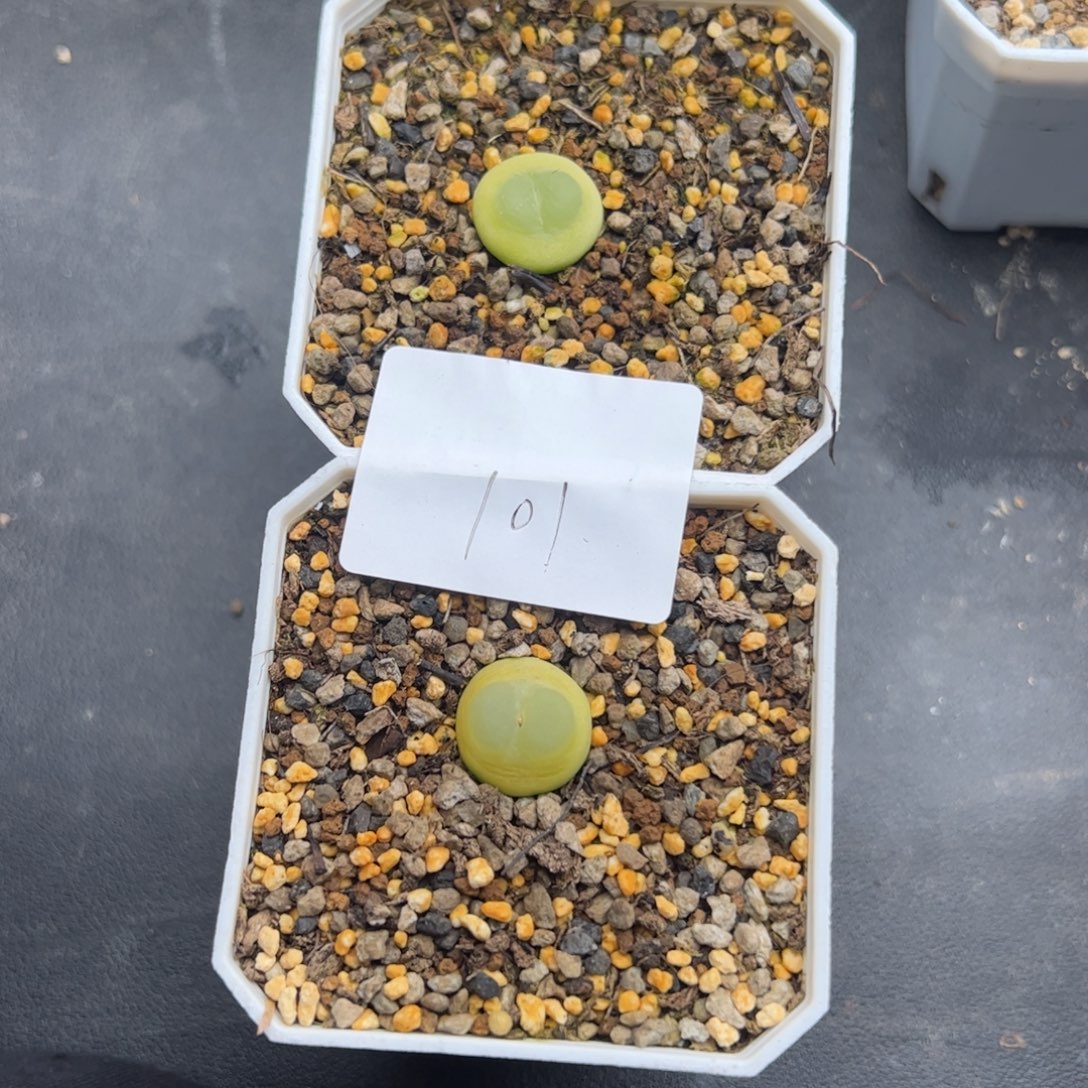 肥****12.13拉拉多肉植物101