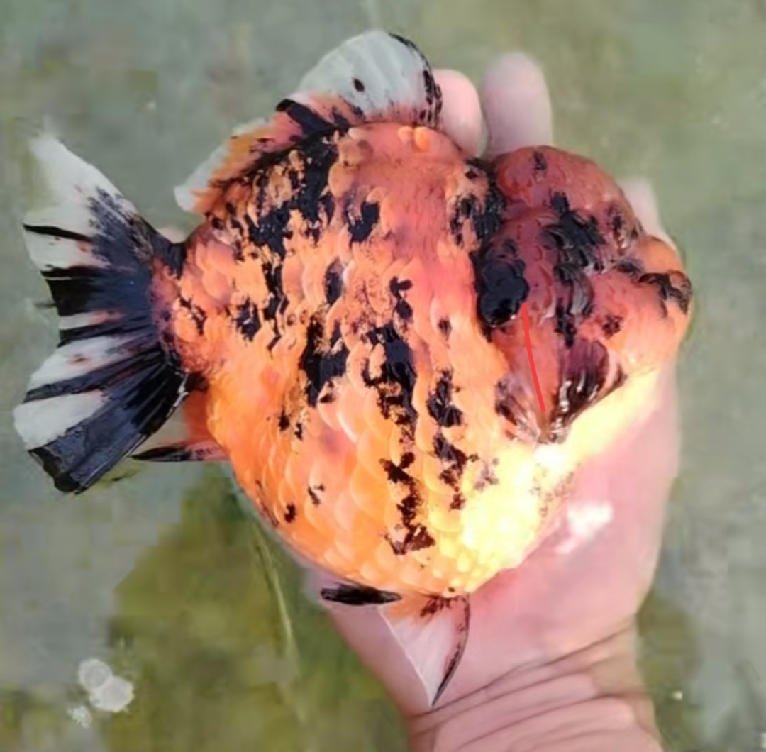 精品兰寿金鱼冷水观赏鱼好养耐活