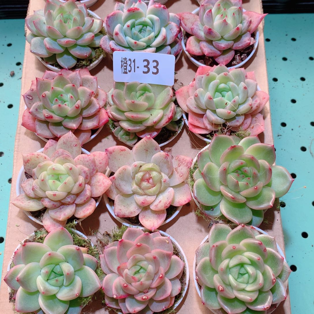 31-33一物一拍多肉带盆18颗