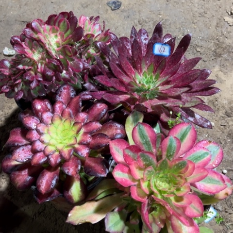 162多肉植物组合