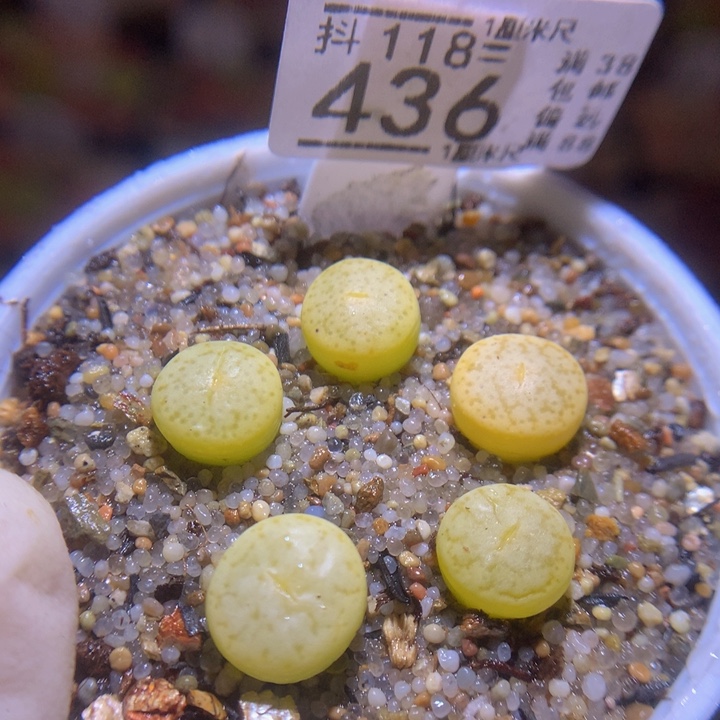 精品生石花118.436