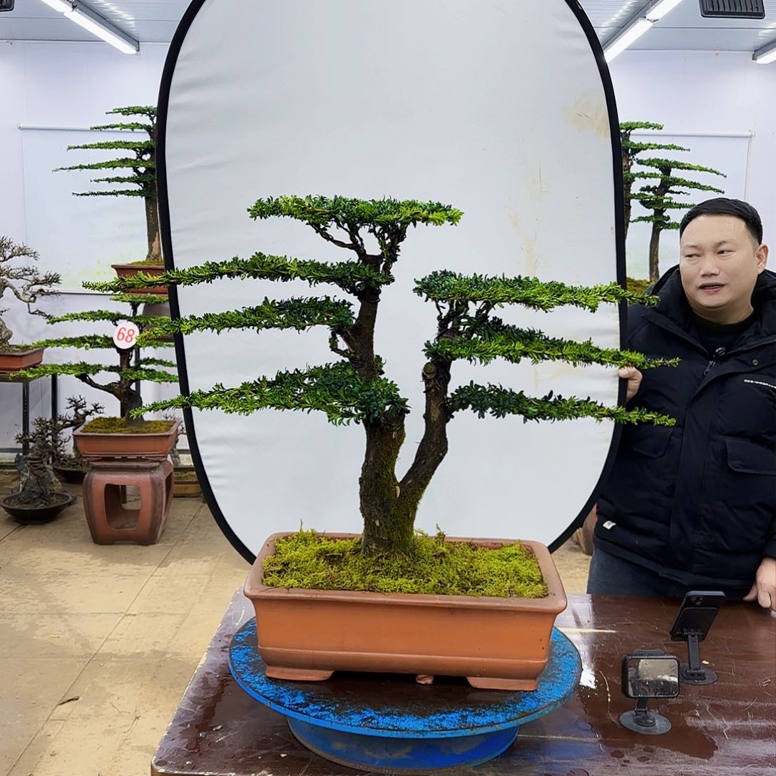 盆景欢迎大家一起来捡漏