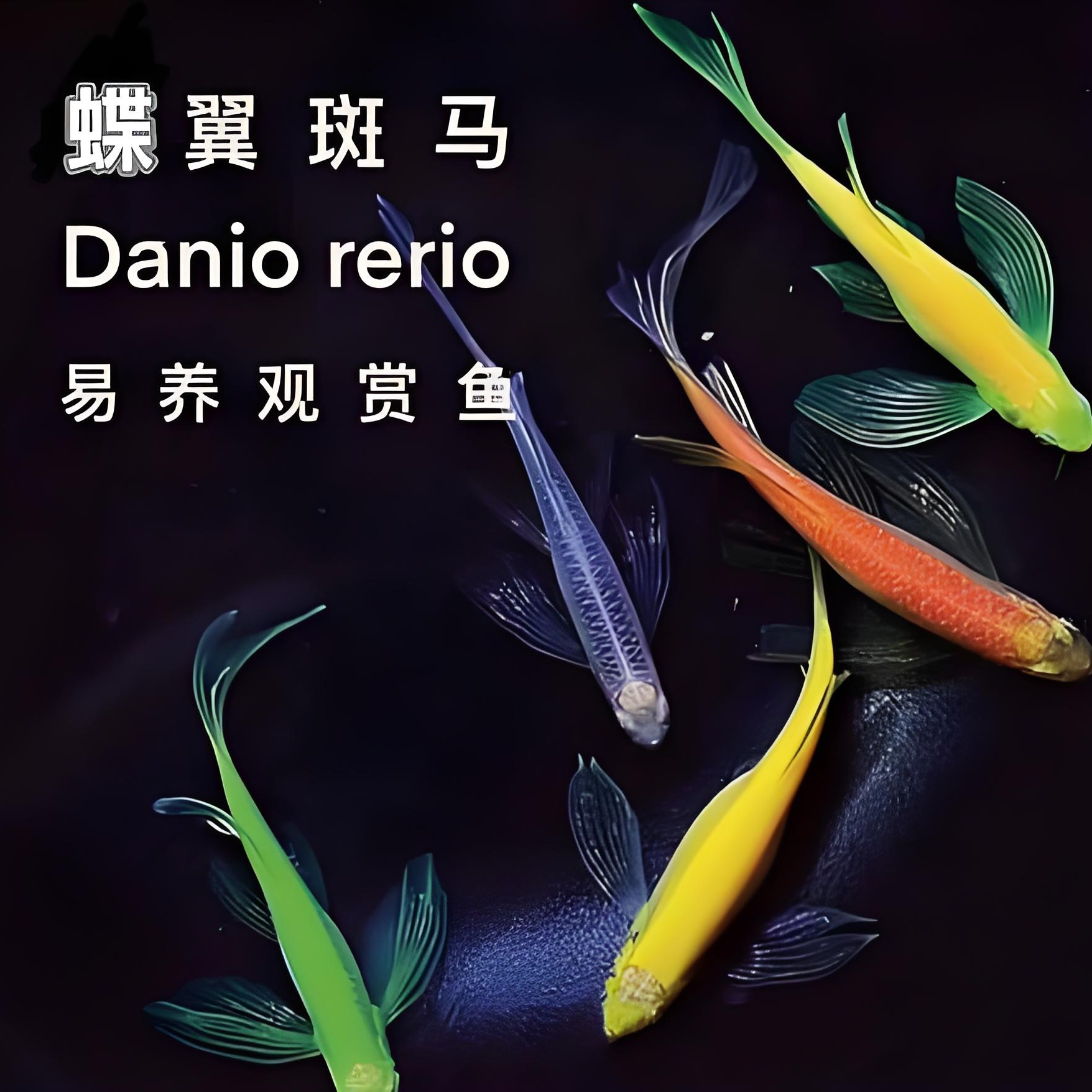 彩色蝶翼斑马鱼小型热带观赏鱼
