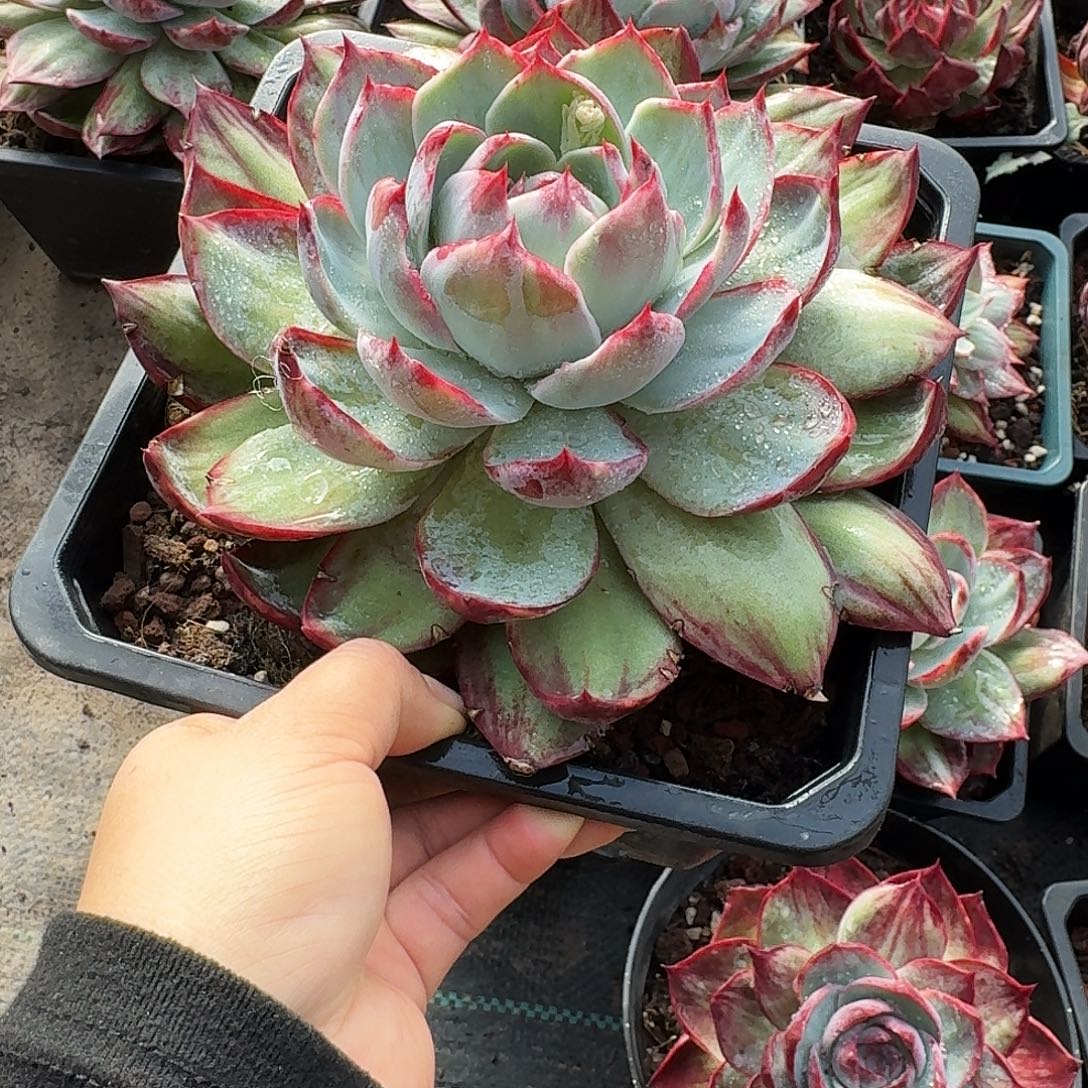 惊鸿惊鸿惊鸿 拉丝 15 公分