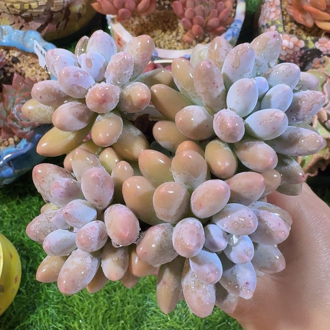 无花朵汤圆群生一物一拍