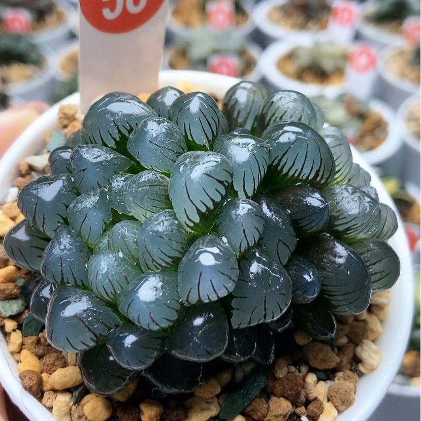 【闪购商品】冰灯双58