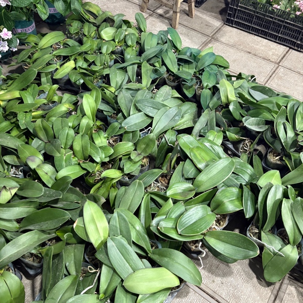 蝴蝶兰苗到手十盆