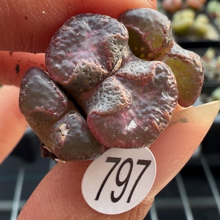 797好？1111111111111