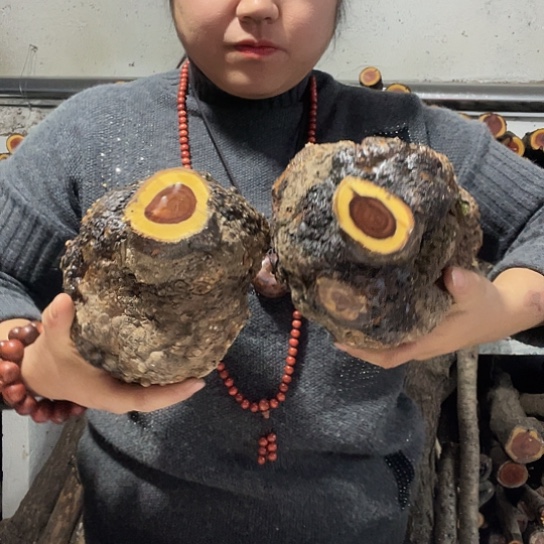 紫流璃疙瘩两个嗯呢