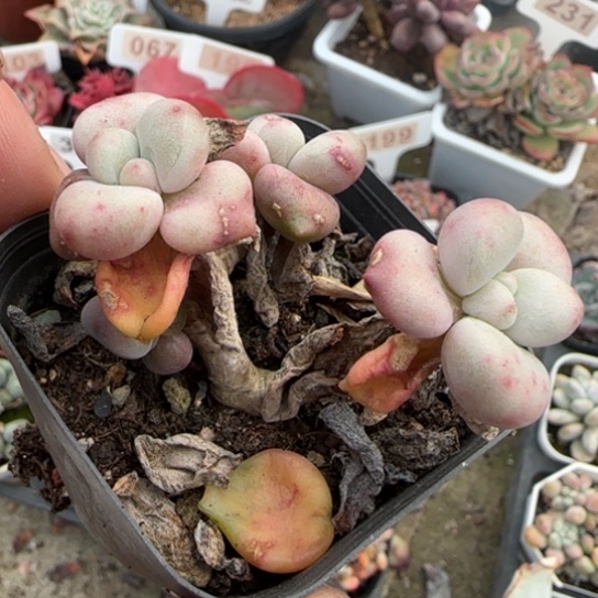 197比尔盖茨多肉植物多