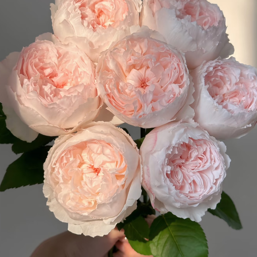 可爱瓷-玫瑰（任意两单包邮，一单需要补运费）