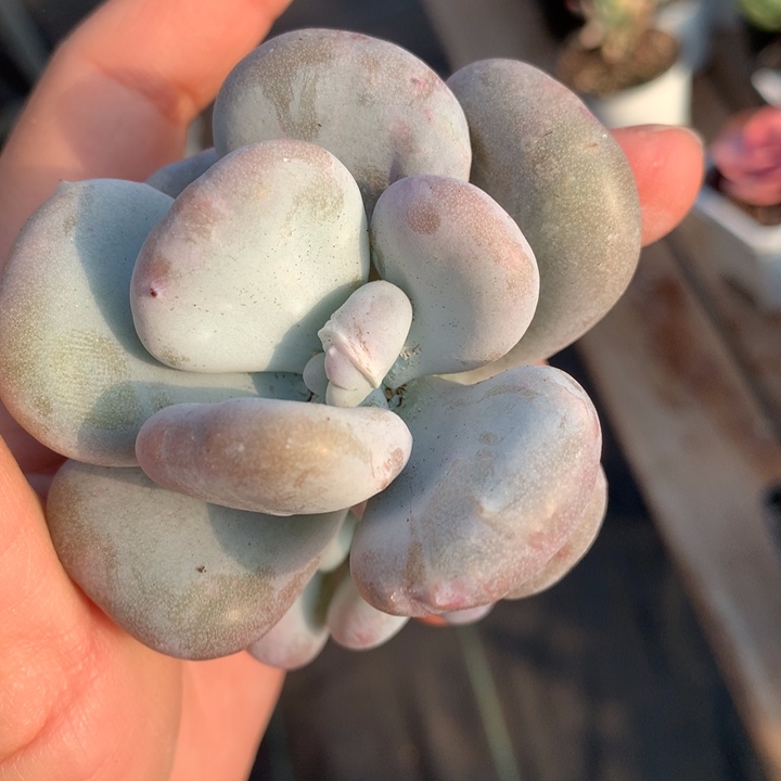 油煎丸子多肉植物