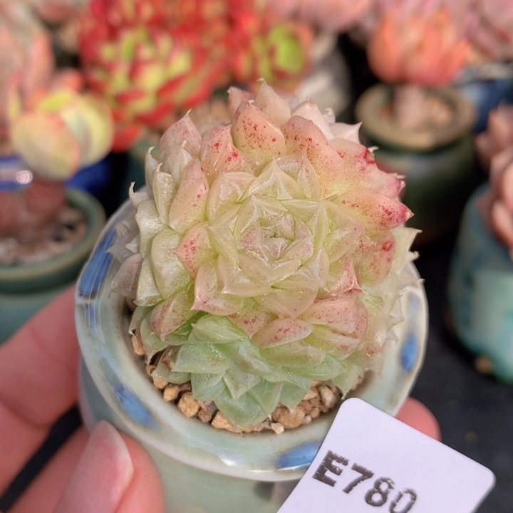 一物一拍含盆土满38包邮E780