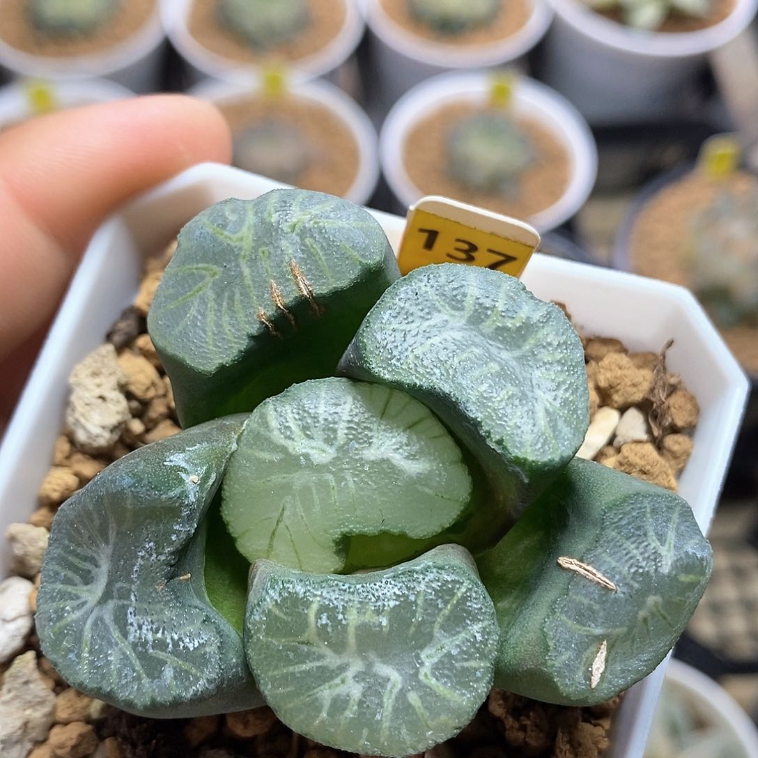 红陶137号特大花菱万象一物一拍